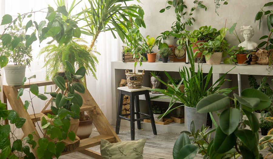 Embrace Nature at Home: The Rise of Indoor Jungle and Biophilic Design